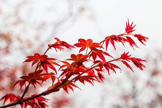 紅楓