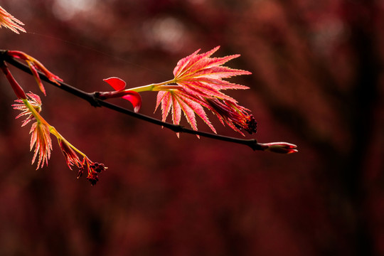 紅楓
