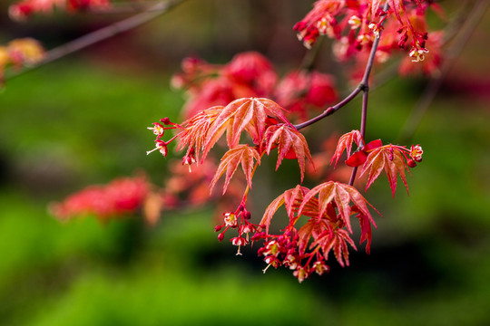 紅楓