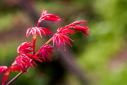 紅楓