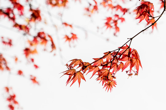 紅楓