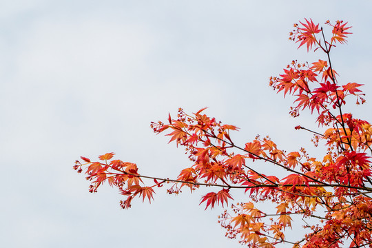紅楓