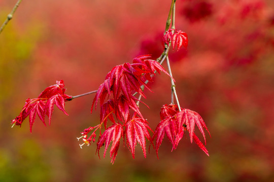 紅楓