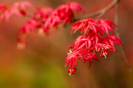 紅楓
