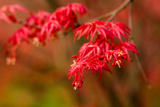 紅楓