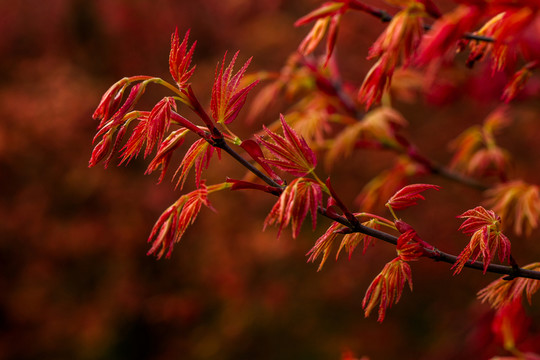 紅楓