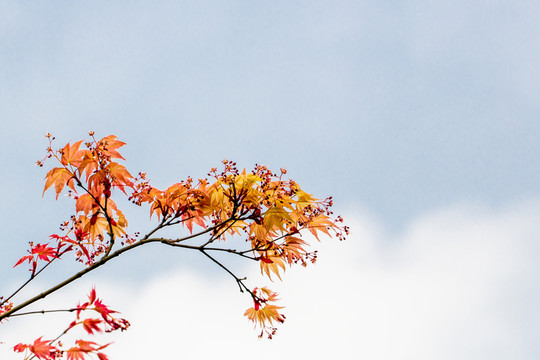 紅楓