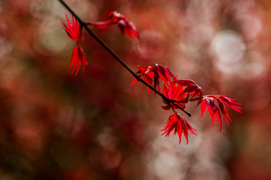 紅楓