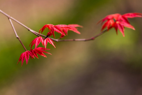 紅楓