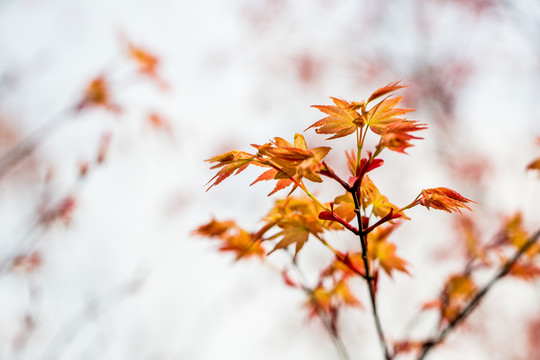 紅楓