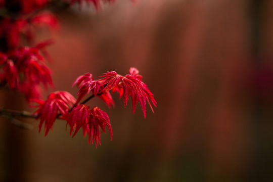 紅楓