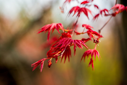 紅楓