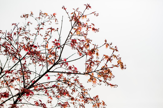 紅楓
