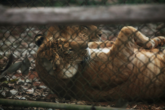 牢籠 獅虎獸 玩耍