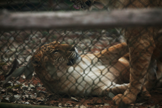 牢籠 獅虎獸 玩耍