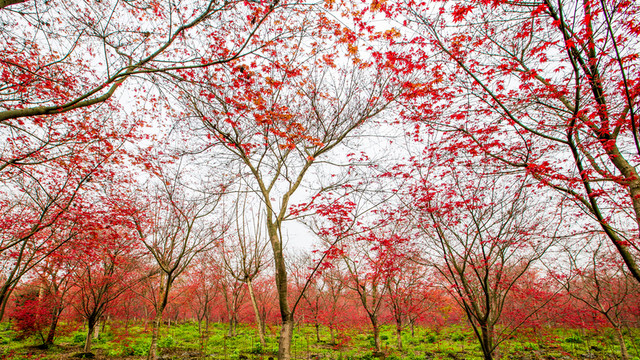 紅楓