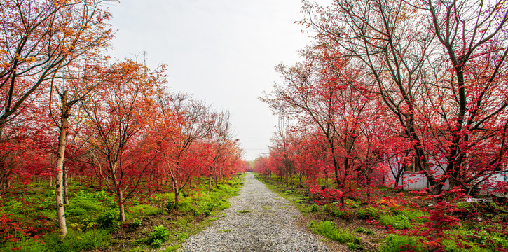 紅楓