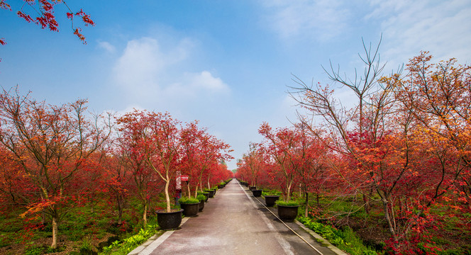 紅楓