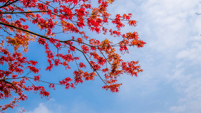 紅楓