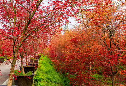 紅楓