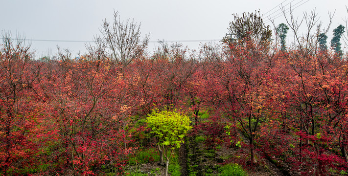 紅楓