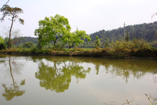 樟樹
