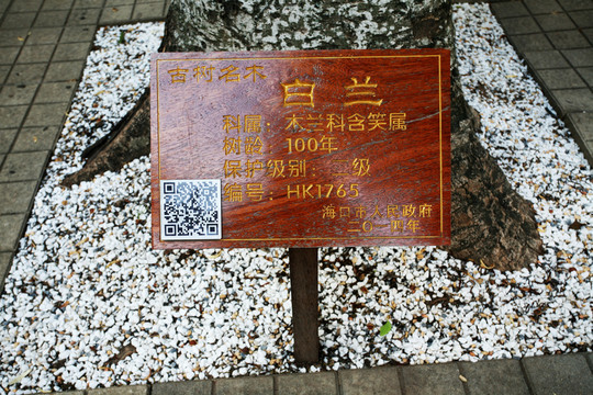 白蘭樹