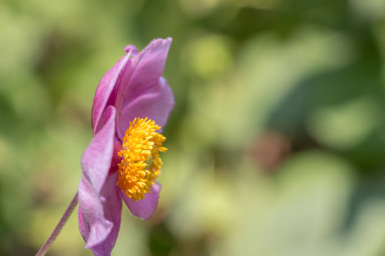花卉