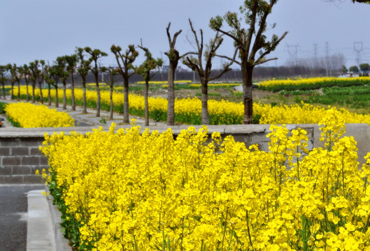 油菜花