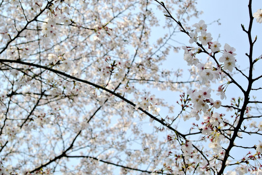 櫻花