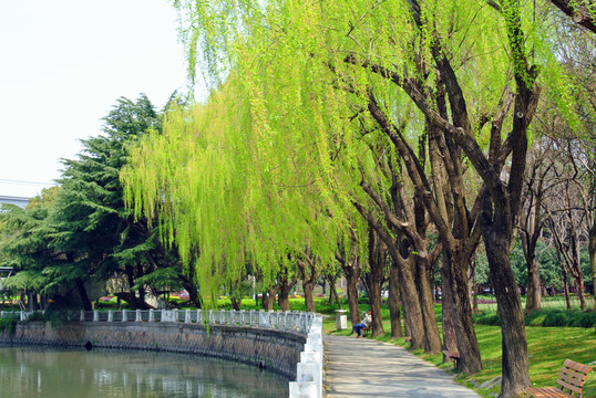 柳樹