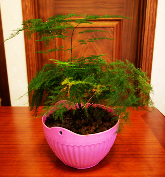 花盆