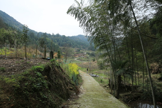 竹林風(fēng)景