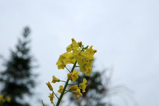 油菜花