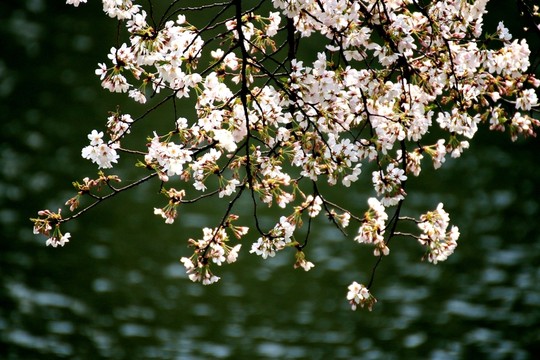 櫻花
