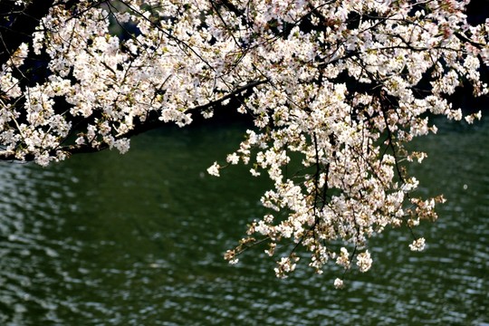 櫻花