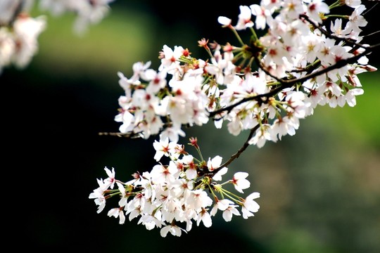 櫻花