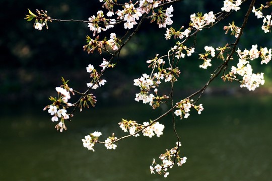 櫻花
