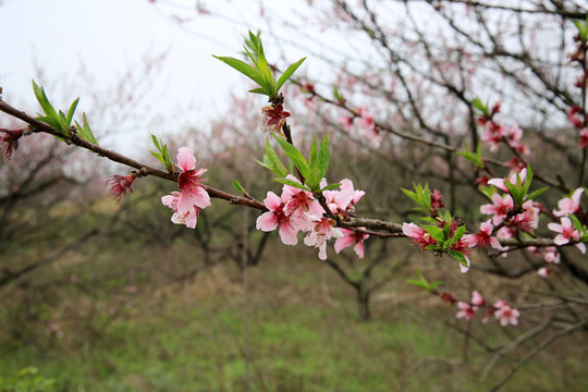 桃花 桃樹 枝條