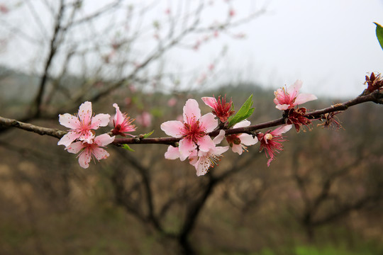 桃花 桃樹(shù) 枝條
