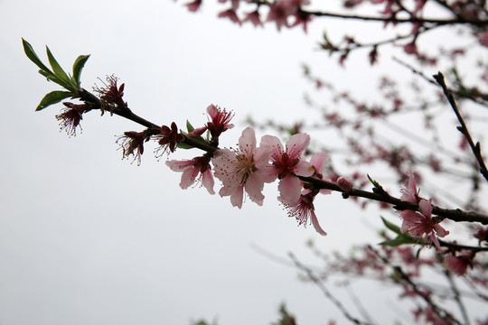 桃花