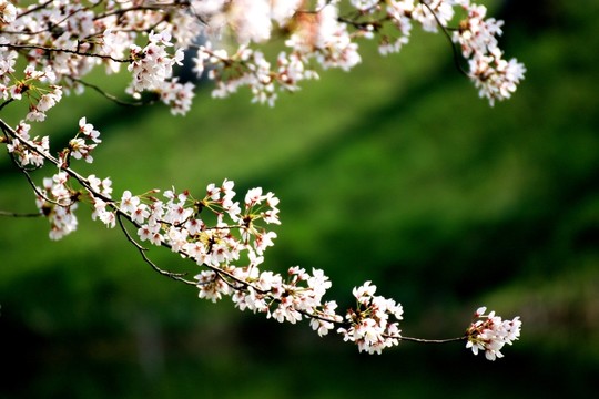 櫻花