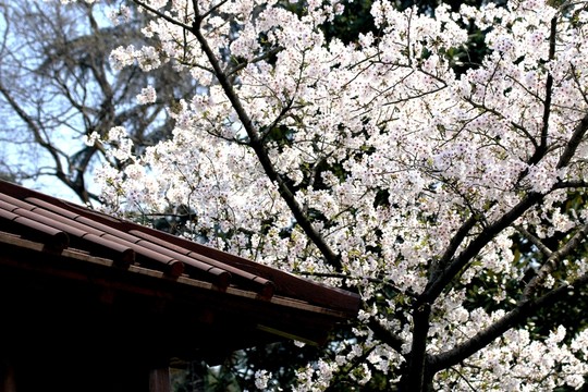 櫻花