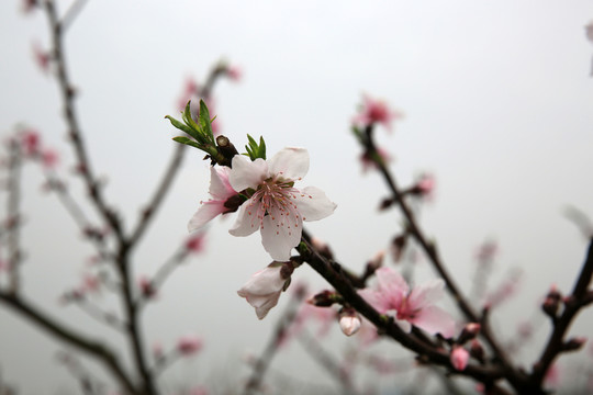 桃花