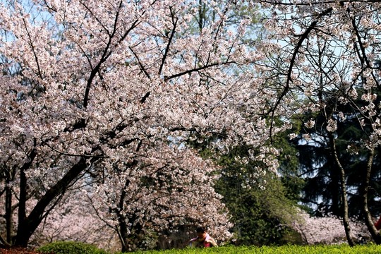 櫻花