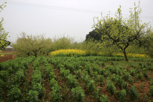 油菜花