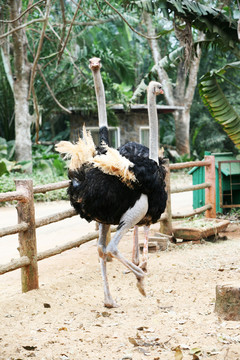 鴕鳥 動物園