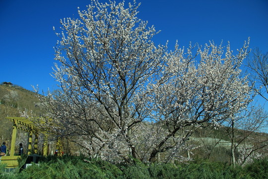 桃花
