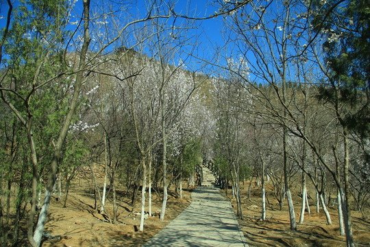 山間小路
