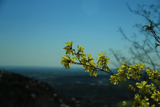 霧霾下迎春花